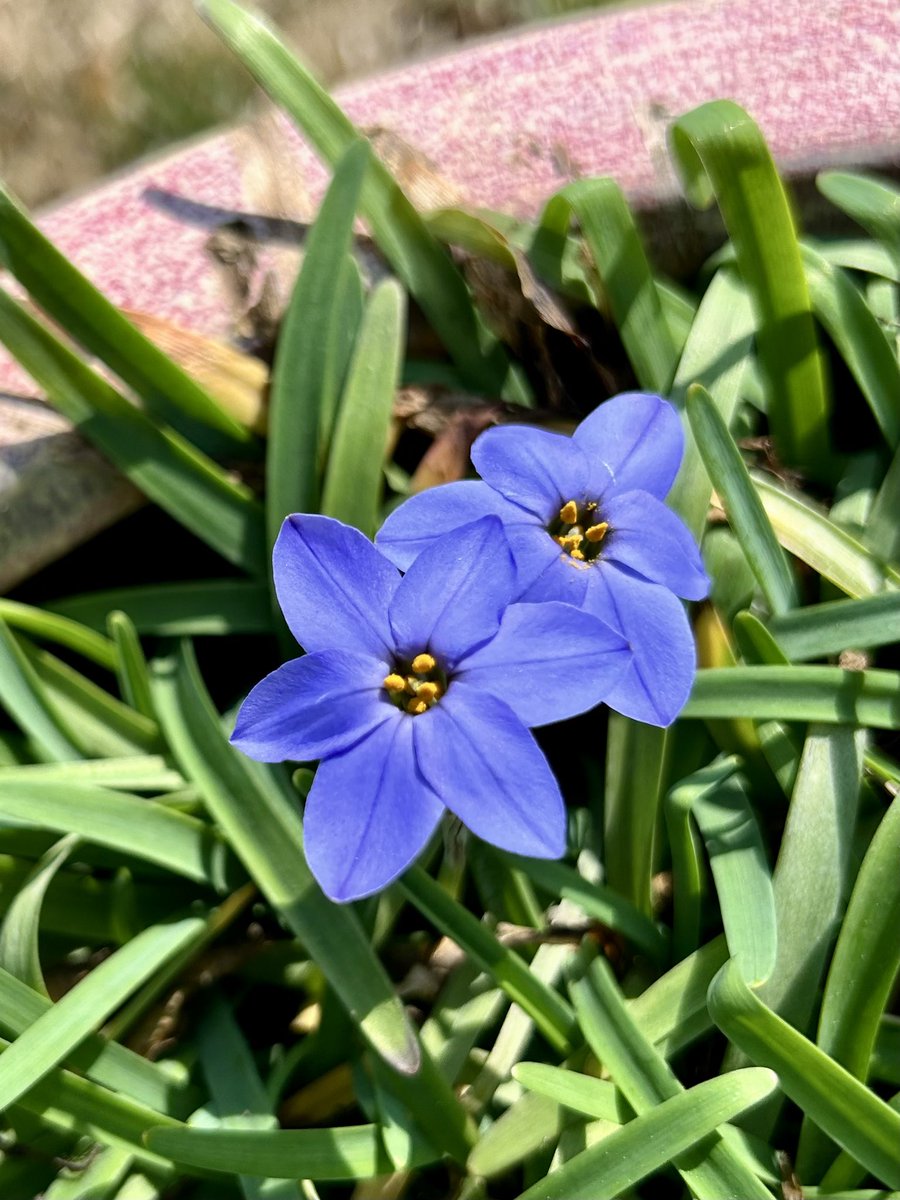 ilenagm's tweet image. #MondayBlues are my gorgeous Ipheion aka starflowers. They are the tiniest of bulbs that reliably come back every year in their large pot. 💙

#BlueMonday #Flowers #Gardening #Plants #GulfOfMexico #Spring #FlowerReport
