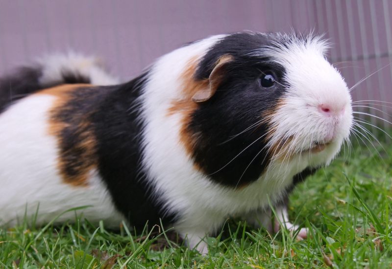 RSPCA Radcliffe tweet media