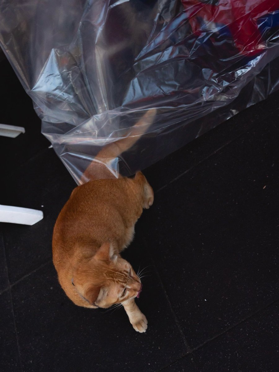 sancholito tweet media