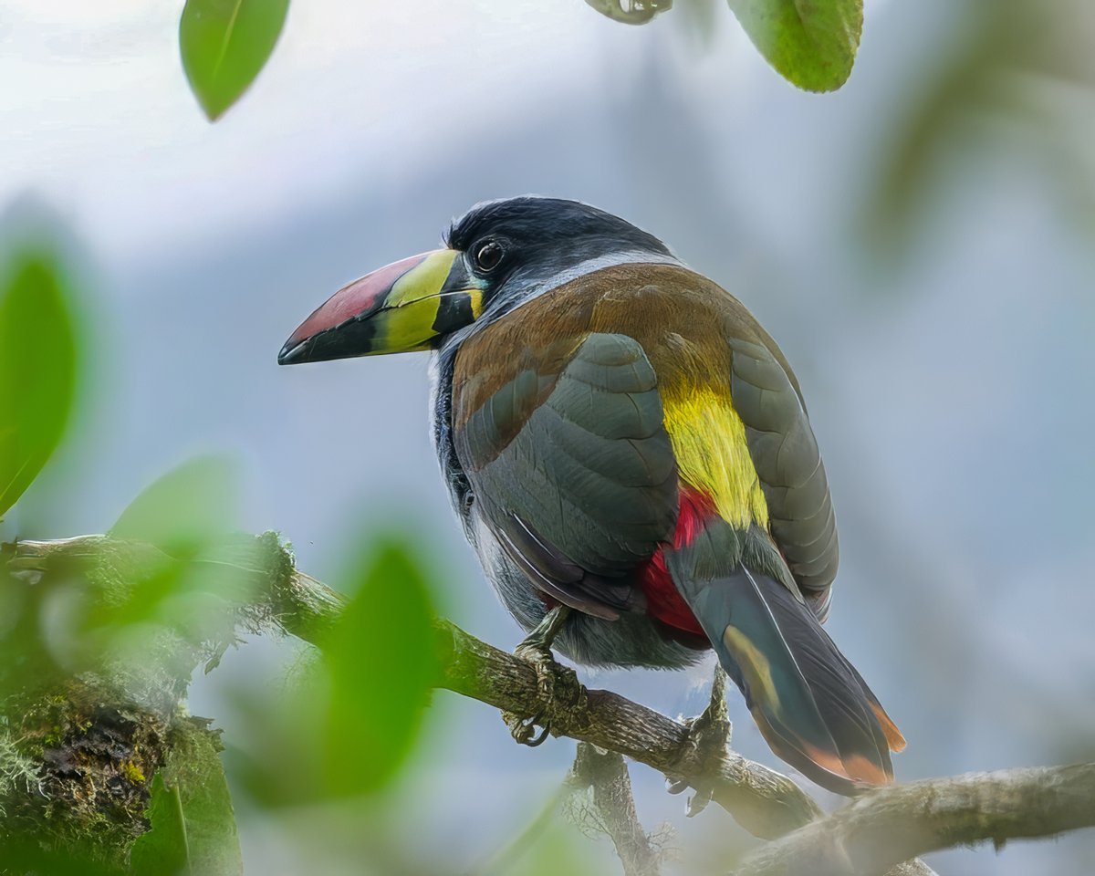 Caren Jahre tweet media