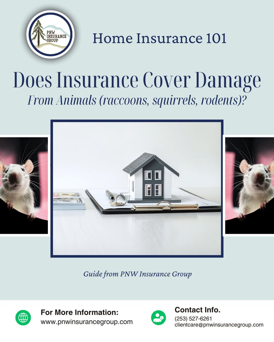 PNW_Insurance's tweet image. Raccoons or squirrels in your attic can cause costly damage. 🏠🐿️

Home insurance may cover sudden animal damage, but gradual issues like nesting or gnawing are usually considered maintenance.

Learn more: pnwinsurancegroup.com/personal/homeo… 

#HomeInsuranceTips
