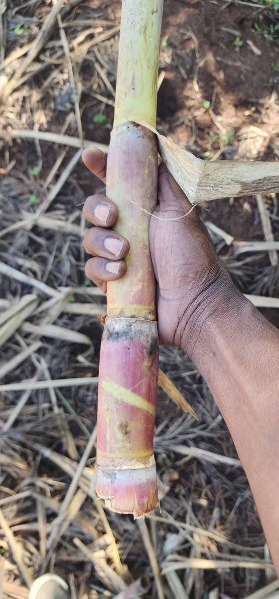 Khan of Khans™ tweet media