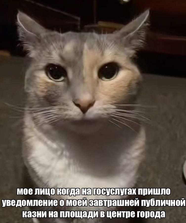 Либертарианская партия России | ЛПР tweet media