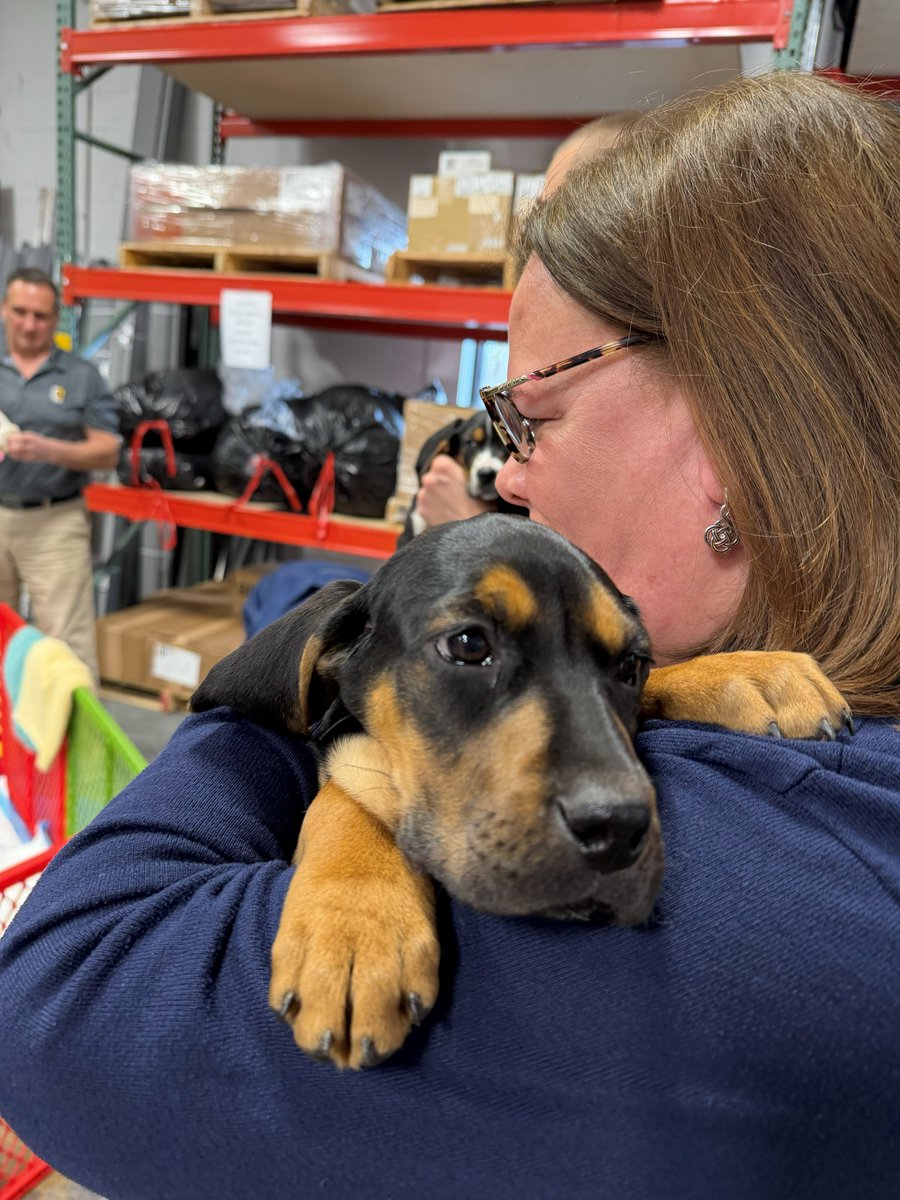 ComdorLLC's tweet photo. Our collaboration with @lostdogrescue  is full of perks; like a Friday afternoon with the cutest litter of puppies! https://t.co/p88AzqUwfw