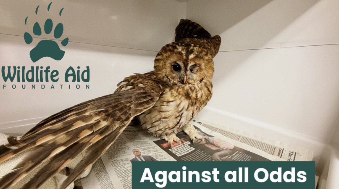 wildlifeaid's tweet photo. Have you seen our latest YouTube and Patreon videos?!

A tawny owl struck by a car 🚗  and a sparrowhawk with a a shattered wing😢.

Watch both of these incredible recovery stories exclusively on our media page! 

https://t.co/LllIhU30Es https://t.co/co8gYafJU4