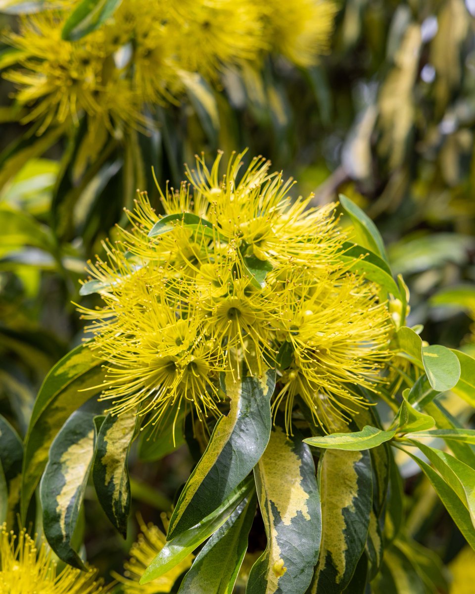 Botanic Gardens of Sydney tweet media