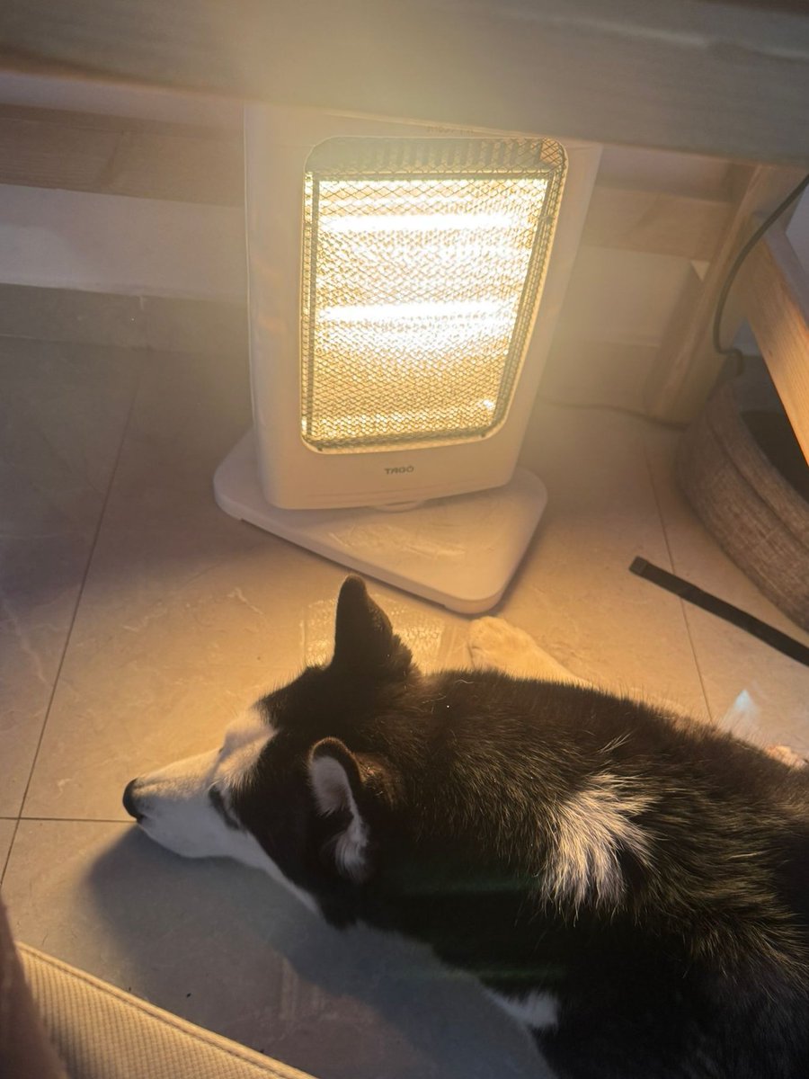 Yarden Azizi 🖤 tweet media