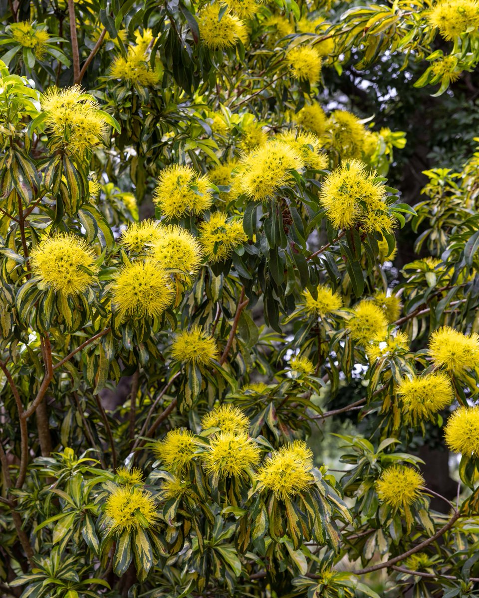 Botanic Gardens of Sydney tweet media