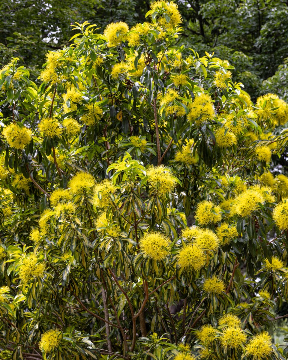 Botanic Gardens of Sydney tweet media