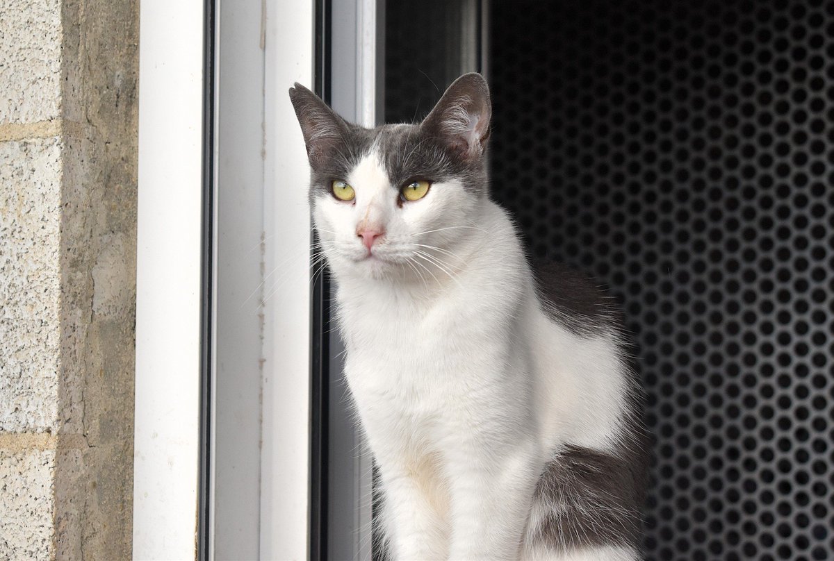 Refugi Els Àngels tweet media