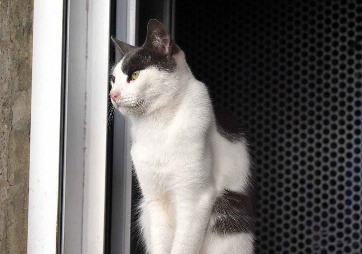 Refugi Els Àngels tweet media