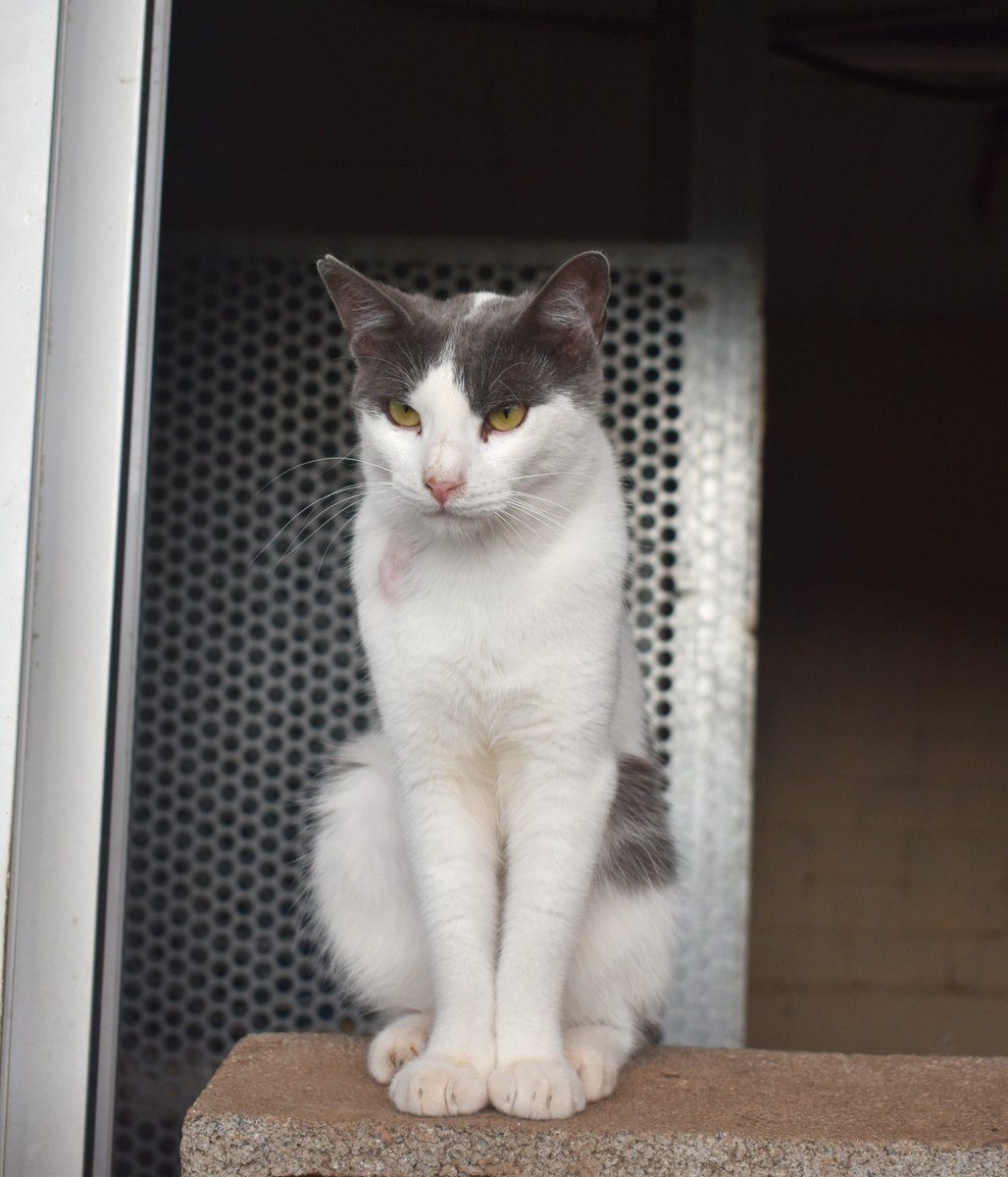 Refugi Els Àngels tweet media