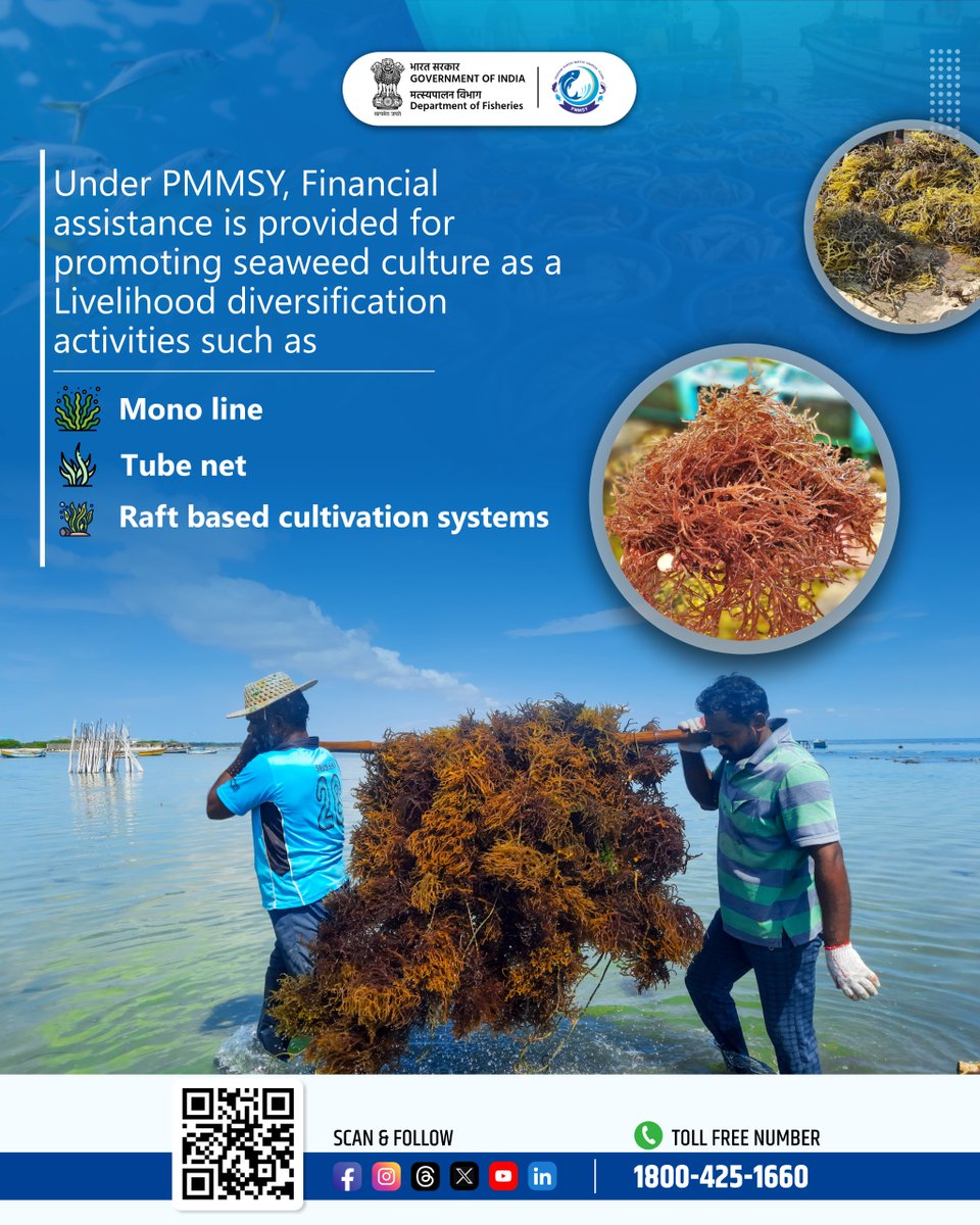 FisheriesGoI's tweet image. Department of Fisheries is empowering Fishing communities by promoting Seaweed culture as livelihood diversification activity.

#Seaweed #BlueEconomy #Fisheries #SustainableLivelihood
@PIB_MoFAHD  @MIB_Hindi  @mygovindia  @JSFisheries