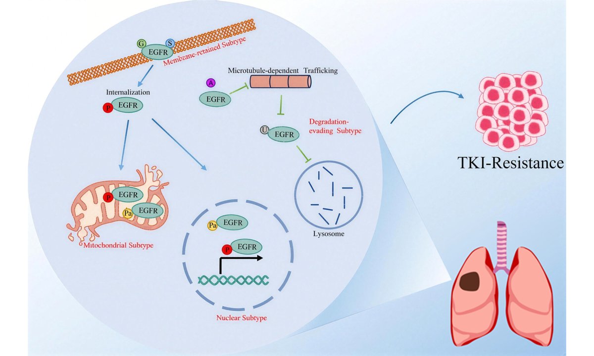 Cancer Drug Resistance tweet media