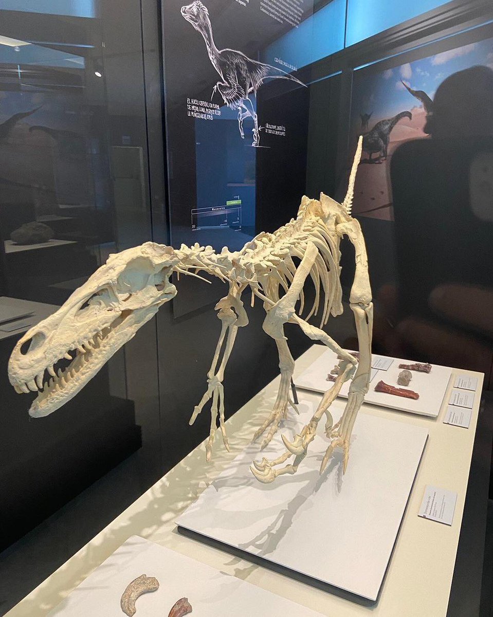 Museo de Paleontología de Castilla-La Mancha tweet media
