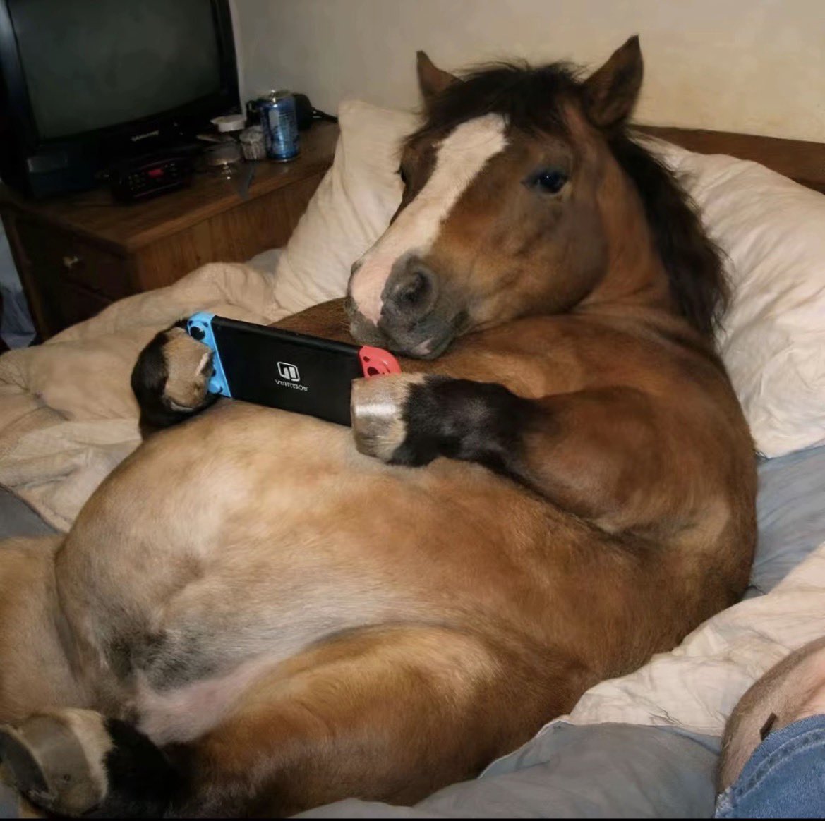 760fi's tweet photo. souvent j’me sens comme ce gros poney https://t.co/llt8c9IQ0R