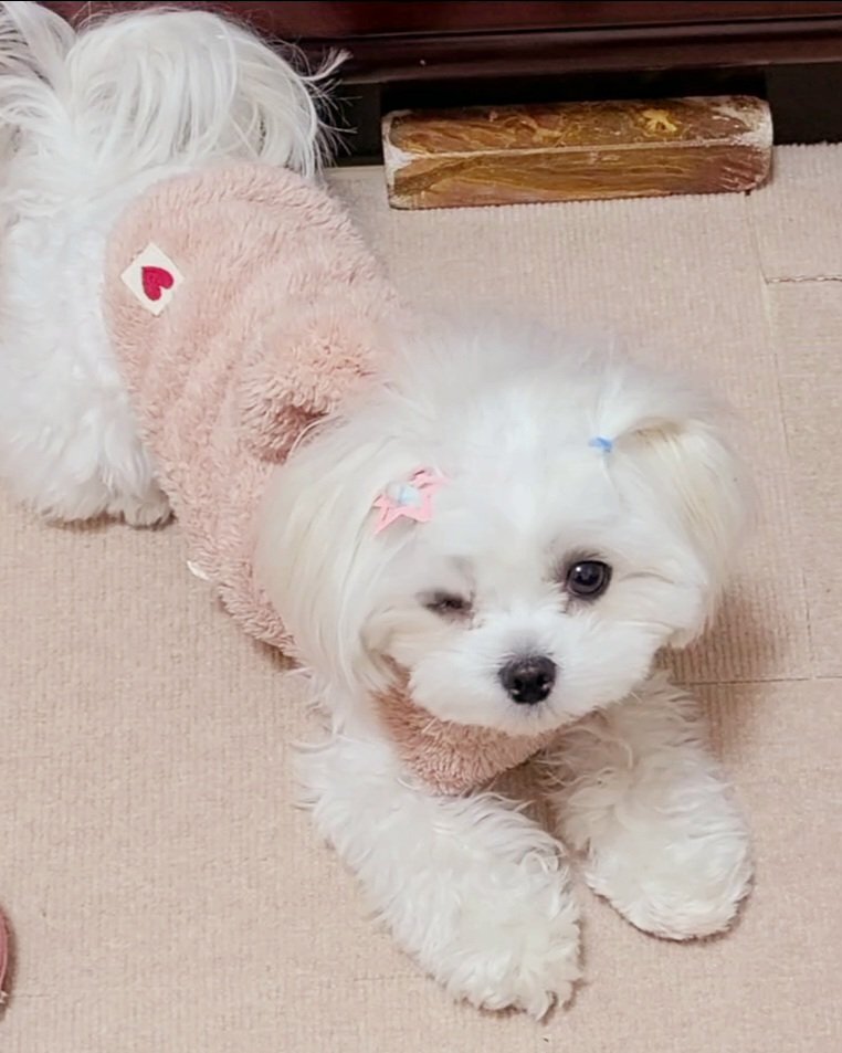 keiko strawberry tweet media