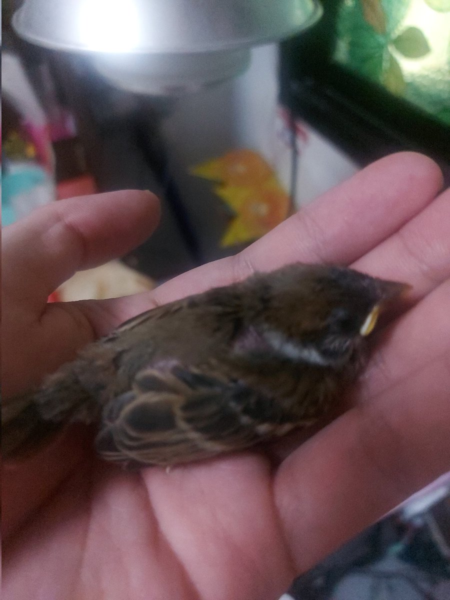 Arctic 🐺🎩🏰《DVP》| Vtuber tweet media