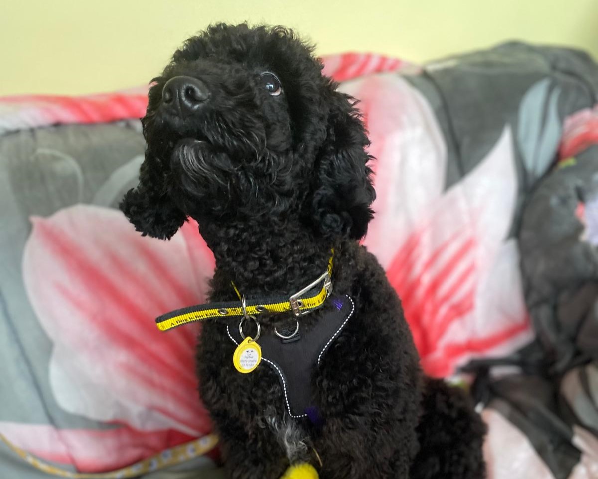 DT_Cumbria's tweet photo. Binx is an energetic young #cockerpoo We appear to have the PAWfect match, best of all she's matched to an existing applications, who has been waiting for the right dog!
Now all we have to do is wait for them to meet! #adoptdontshop #dogstrustcumbria #pawfectmatch @dogstrust https://t.co/CFWr28HJBI