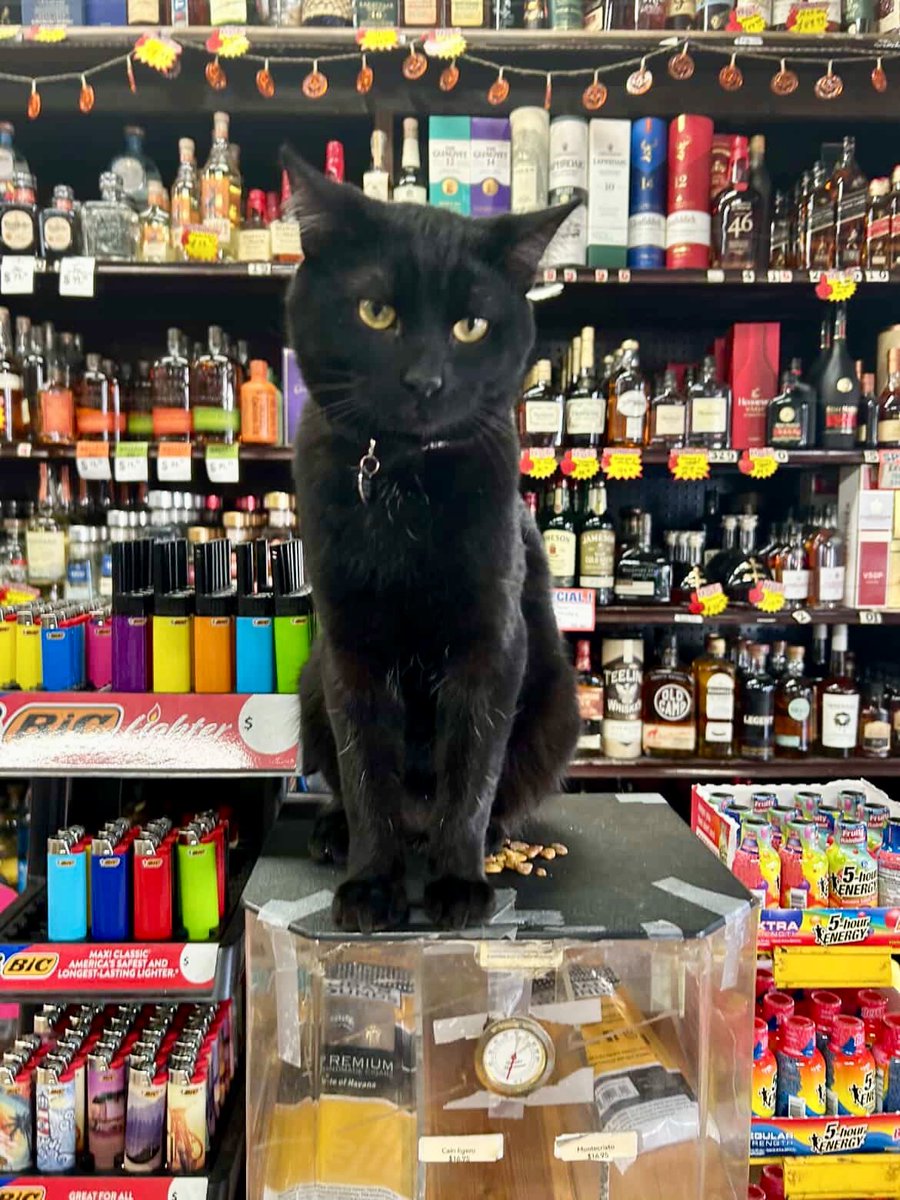 Bodega Cats (@bodegacats_) on Twitter photo 
