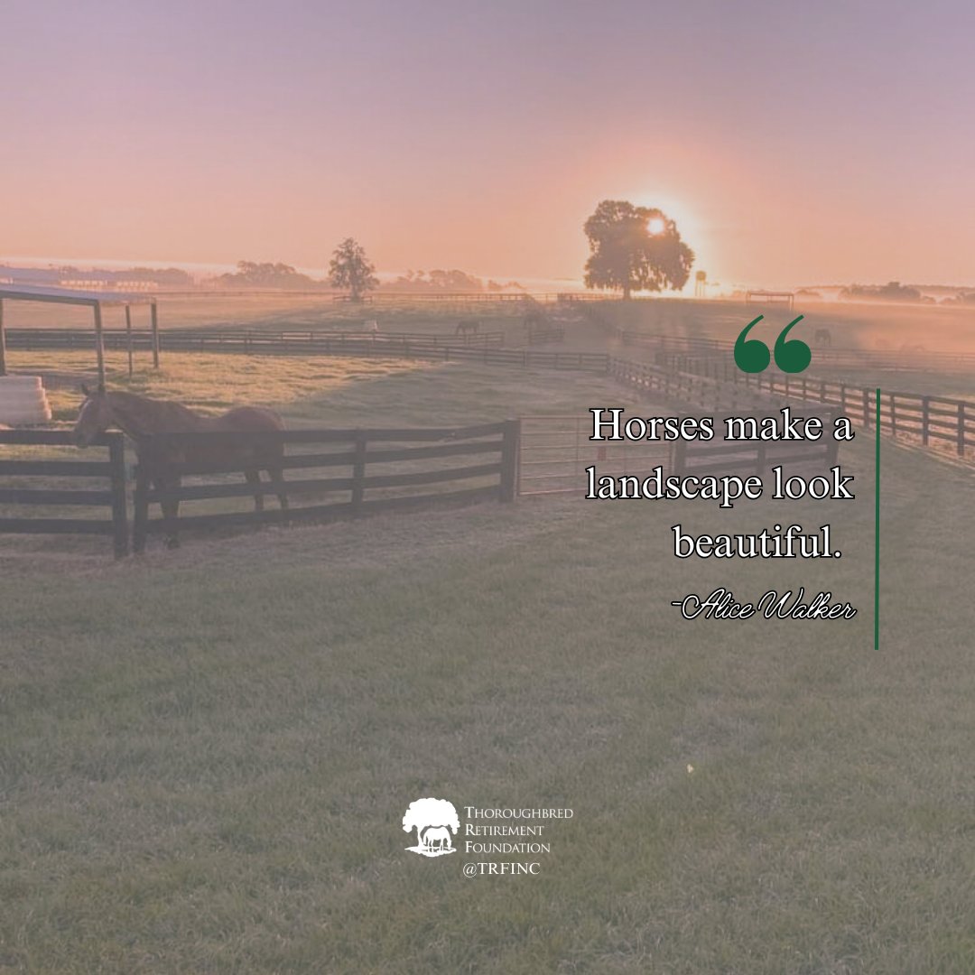 Thoroughbred Retirement Foundation (TRF) tweet media
