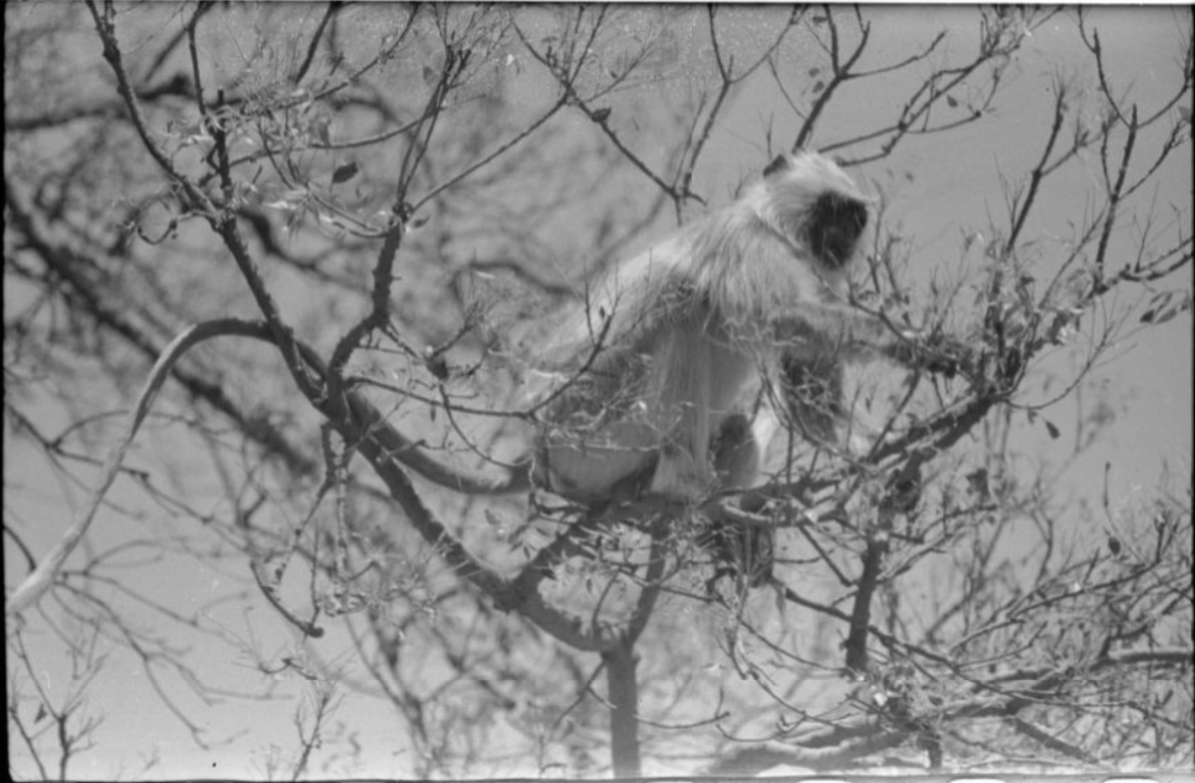 SOAS Special Collections tweet media