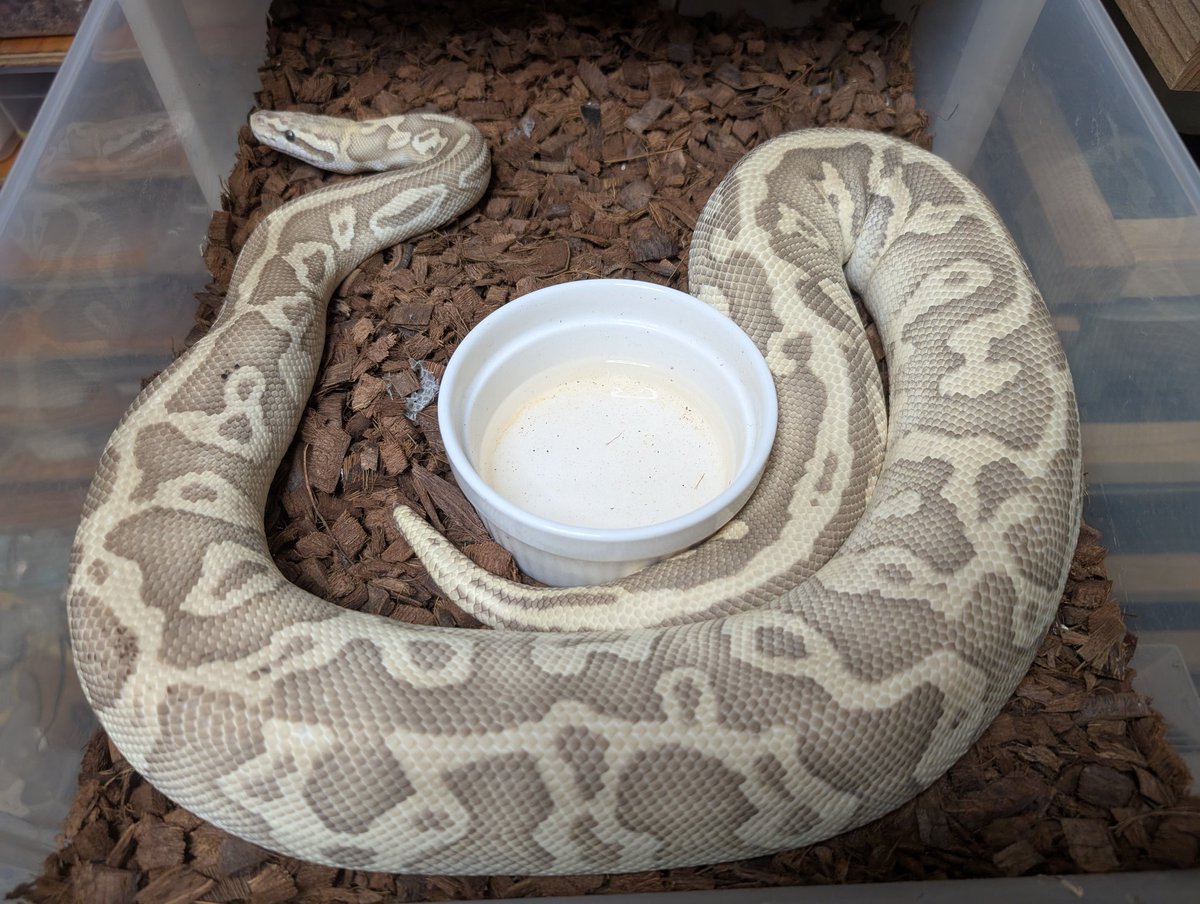 トンピ～ tweet media