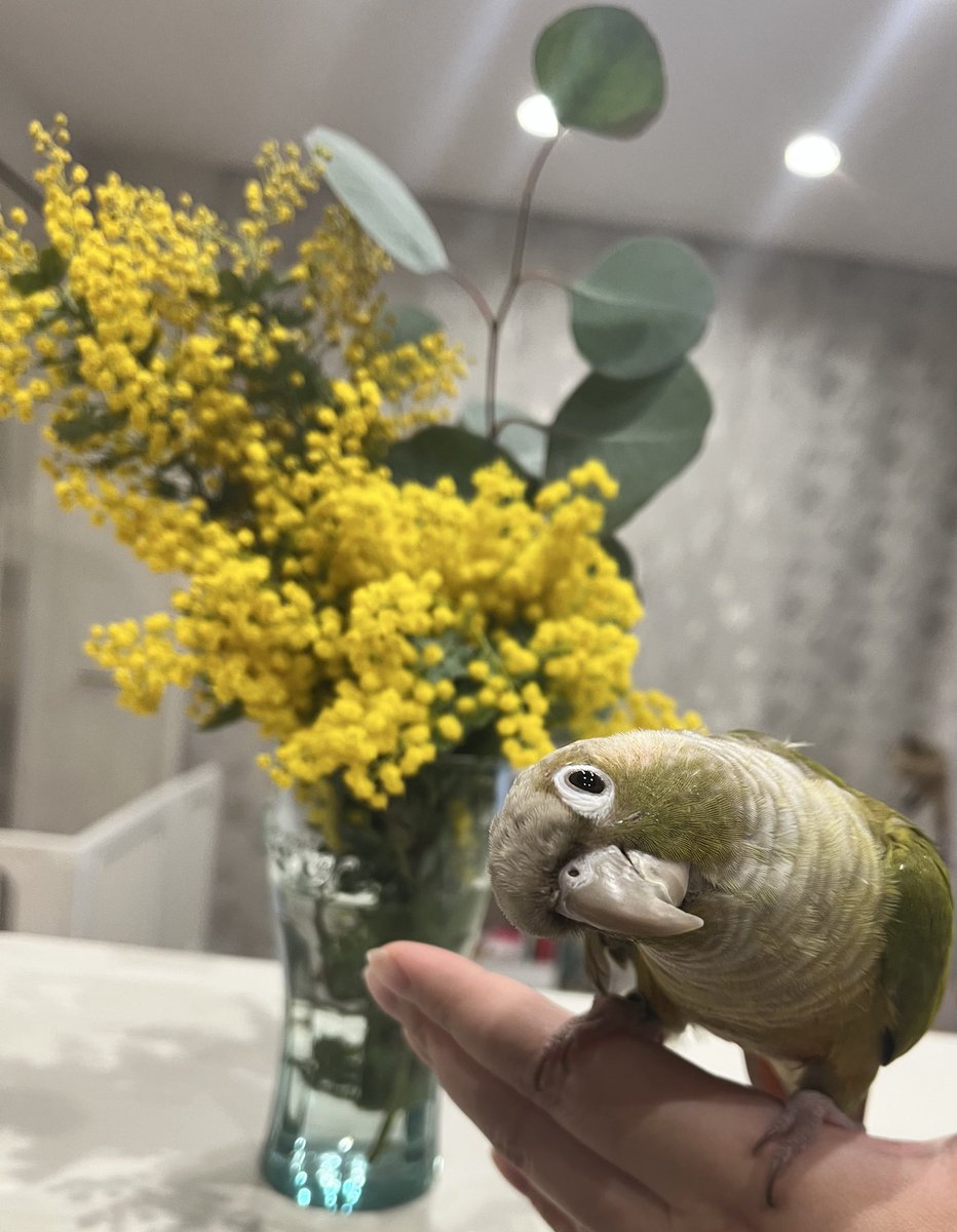 ミモザが似合うねぇ〜︎✿