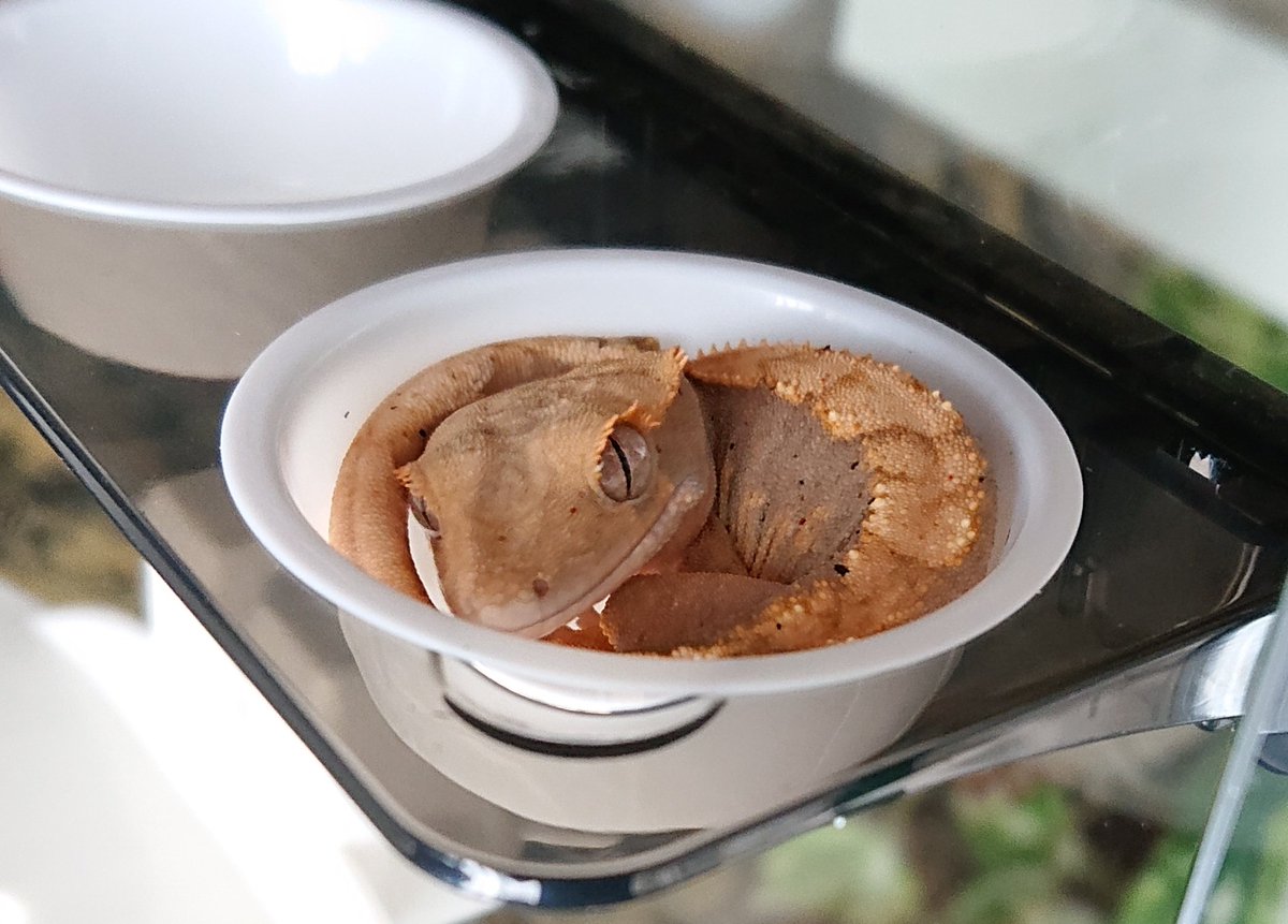 アビリティ tweet media