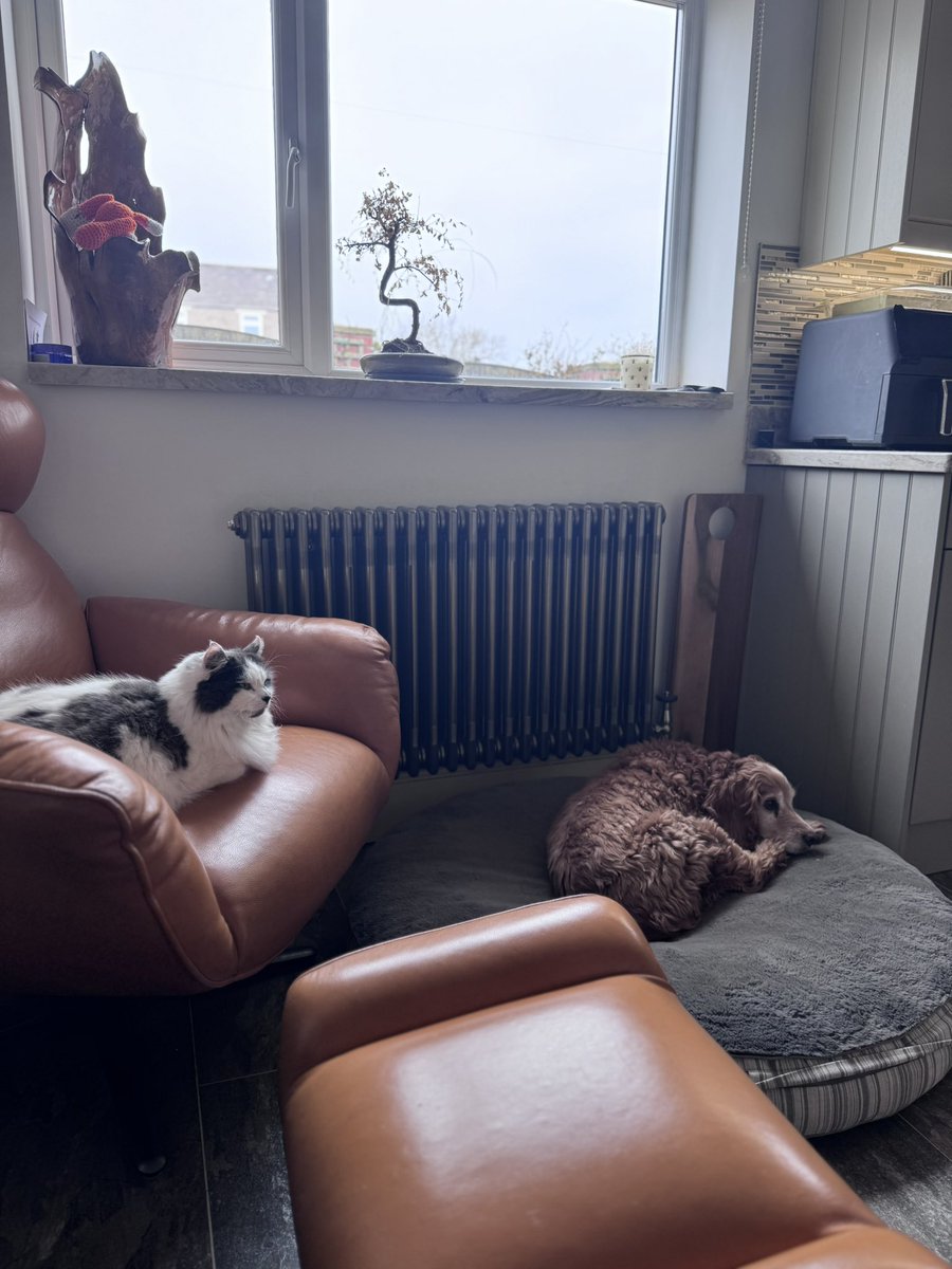 SpanielsSuper's tweet photo. This little cat is going to end up with #SquareEyes she just loves watching telly, particularly snooker ๐ฑ #MarthasForeverHome
#CatsOfX
#CatsOfTwitter https://t.co/NgqSxGvO46