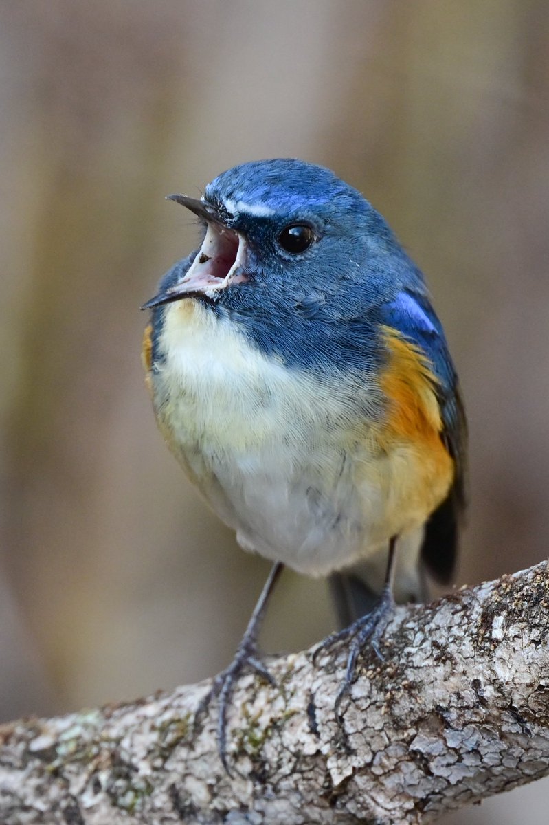 えむビタキ tweet media