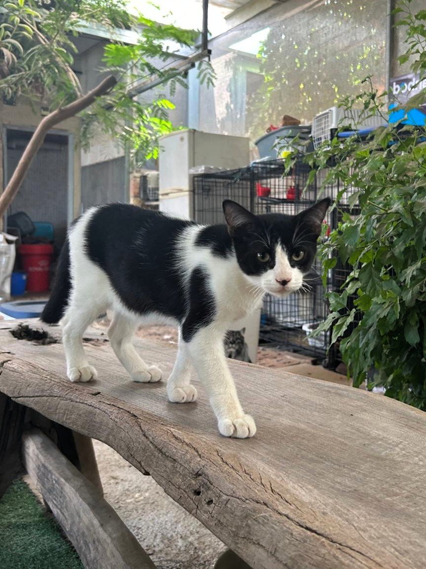 Refugi Els Àngels tweet media