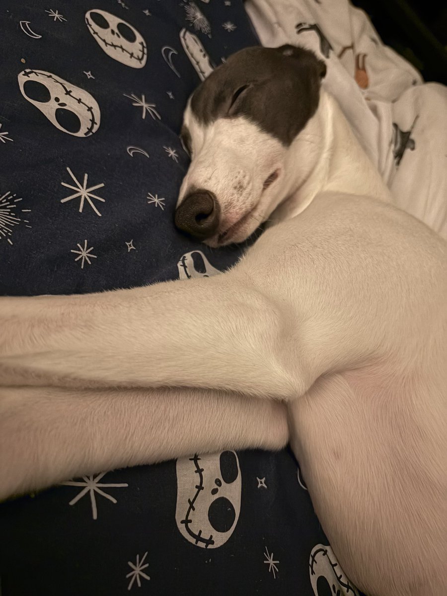 Sweetbear VT🖤🐻💚 tweet media