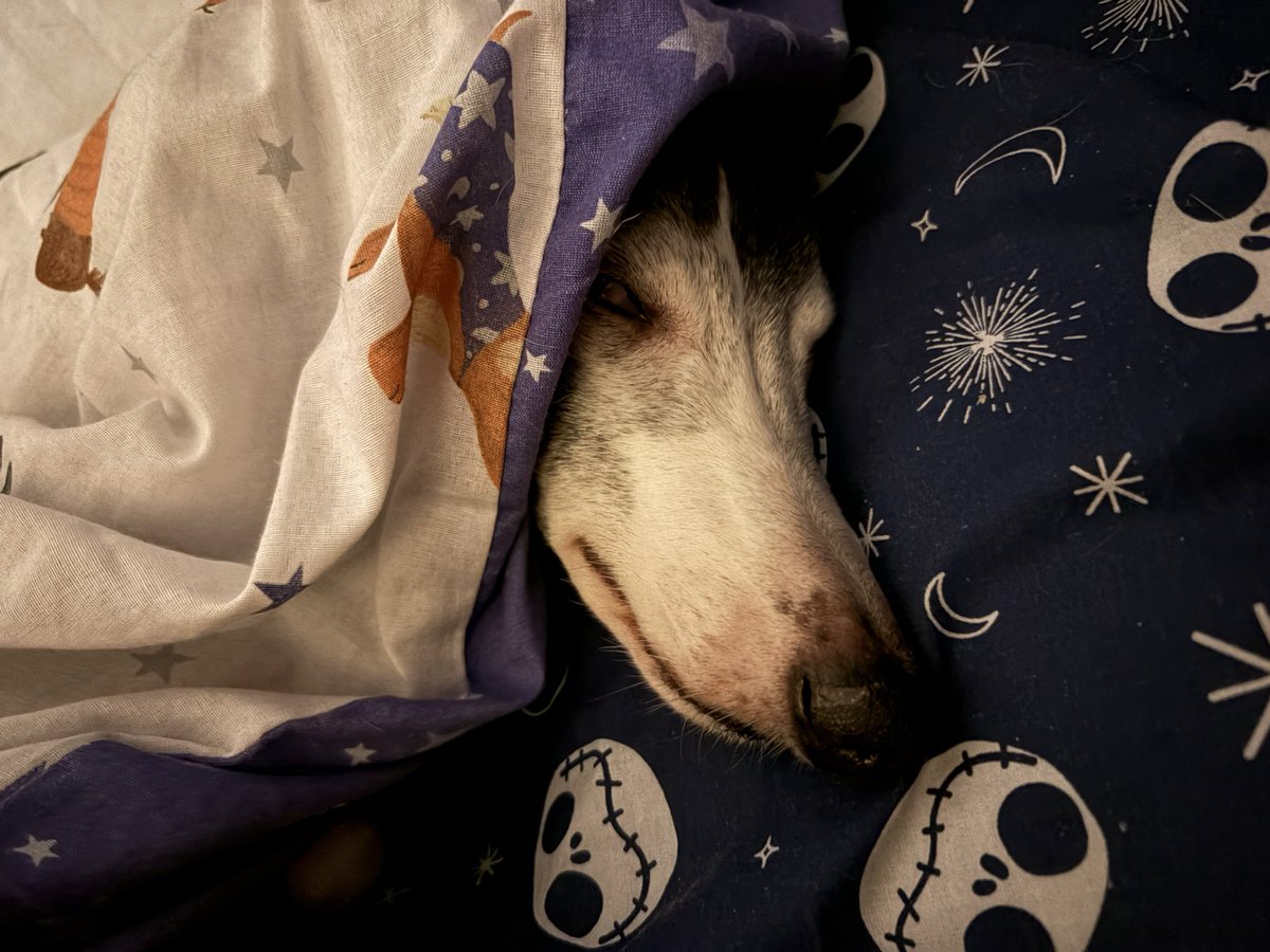 Sweetbear VT🖤🐻💚 tweet media