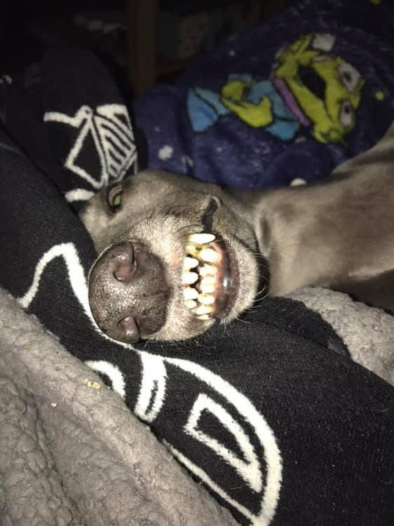 Sweetbear VT🖤🐻💚 tweet media