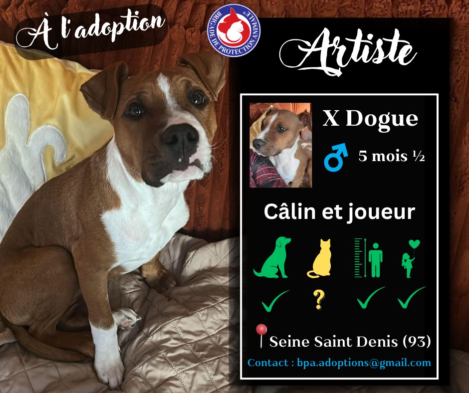 Brigade de Protection Animale – BPA tweet media