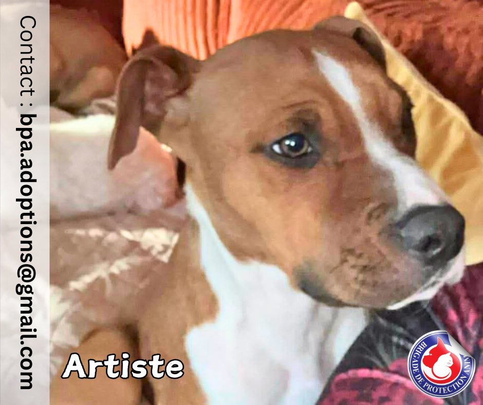 Brigade de Protection Animale – BPA tweet media