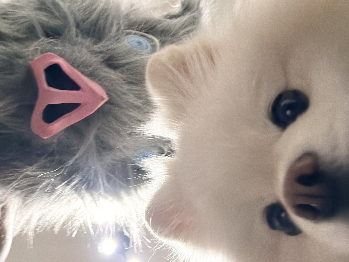 伊之助ボディになるまで毎日腹筋ローラー tweet media