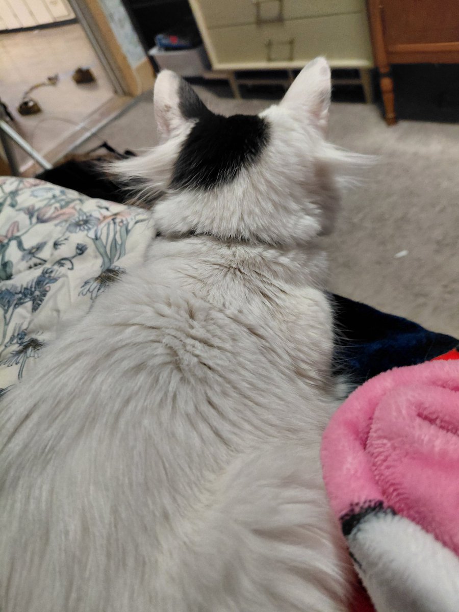 linal3na's tweet photo. Her ear hairs sticking out this morning https://t.co/5XQAtfENPw