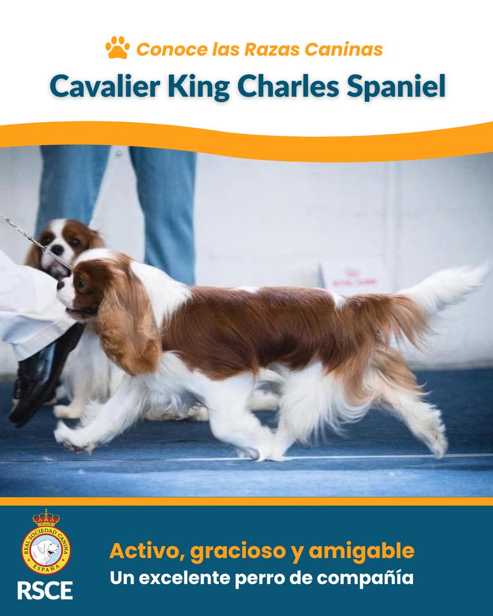 Real Sociedad Canina de España tweet media