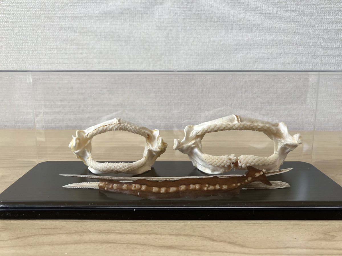 (<a href="/gangxi544/">TN</a> )さんから標本をいただきました！
顎骨が損傷しても懸命に生きたカラスエイ烏丈姫、背中の棘がりっぱに発達したホシエイ四隆白肌(命名はTNさんです)
すごく貴重だなと感じました✨
写真右は、顎骨の性差として配置しました！歯の鋭さの差が特に顕著に見られますね！すごくおもしろいです！