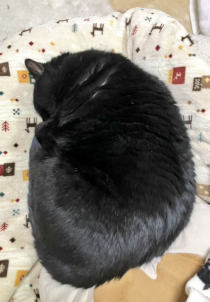 ねこねこ日和 tweet media