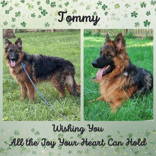 Help Tommy find a Loving home <a href="/Penny2449/">Penny</a> <a href="/MarkSagarin/">Mark Sagarin</a> <a href="/AshiaReiki/">My Mom’s Recipe Box</a> <a href="/OffTheLeashFP/">OffTheLeashFP 💔RIP Beautiful Millie&Sweet Pixie🌈</a> <a href="/MillieOTLFP/">Millie🐾🌈#oneforallandallformillie 🐾🌈</a> <a href="/The_Animal_Team/">The Animal Team</a> <a href="/Nightowl400/">Owly</a> <a href="/EMluvsPibbles/">𝐄𝐌™</a> <a href="/irishfox1949/">Marilyn Fox</a> 
<a href="/FETCHDogTrainer/">Steve Hawkins</a> #GermanShepherd #GSD #AdoptDontShop #TeamZay
allshepherdrescue.com