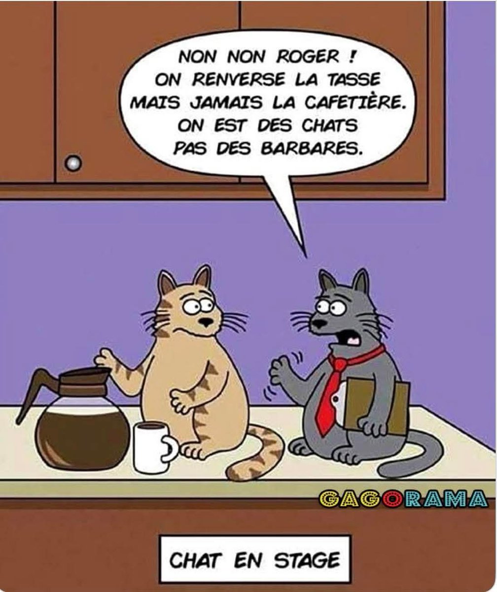 Languages Cat tweet media