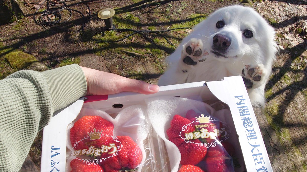 大好物のいちごを見せた時の「わぁ♡」なお手々が可愛いから見て。