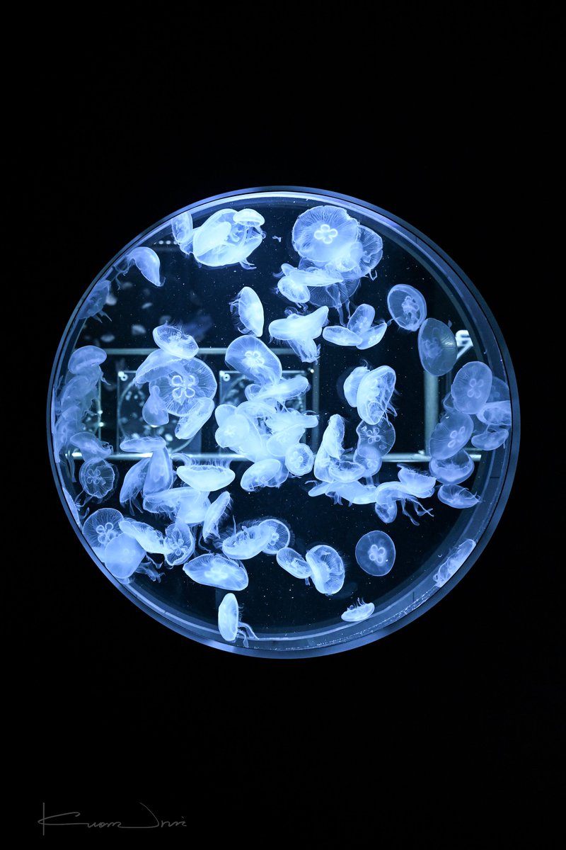 閠 九穏 (urui kuon) tweet media