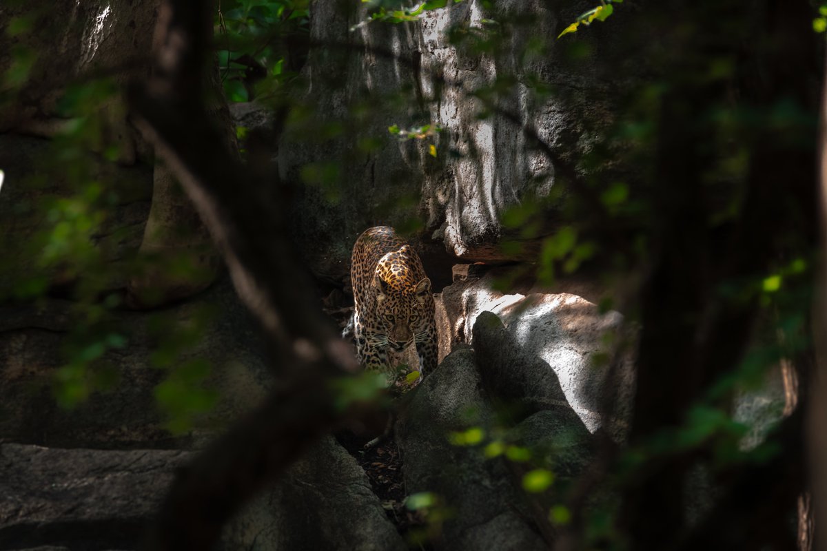 mptfs's tweet photo. The leopard is one of India’s most adaptable big cats, thriving in forests, hills and even near human settlements. Protecting leopard habitats reduces conflict and helps maintain ecological balance.
#LeopardAwareness #MPTFS @moefcc @ntca_india @minforestmp @JansamparkMP https://t.co/TK6MlQWQEj