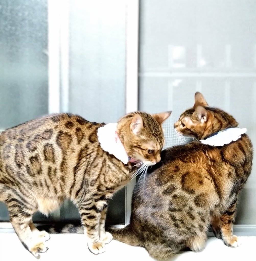 たまにはヒョウ柄も見て🐆
なんか怒られてるみたいな一枚だけど🤣笑