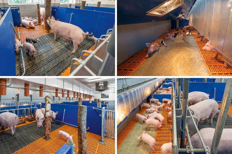 Big Dutchman International tweet media