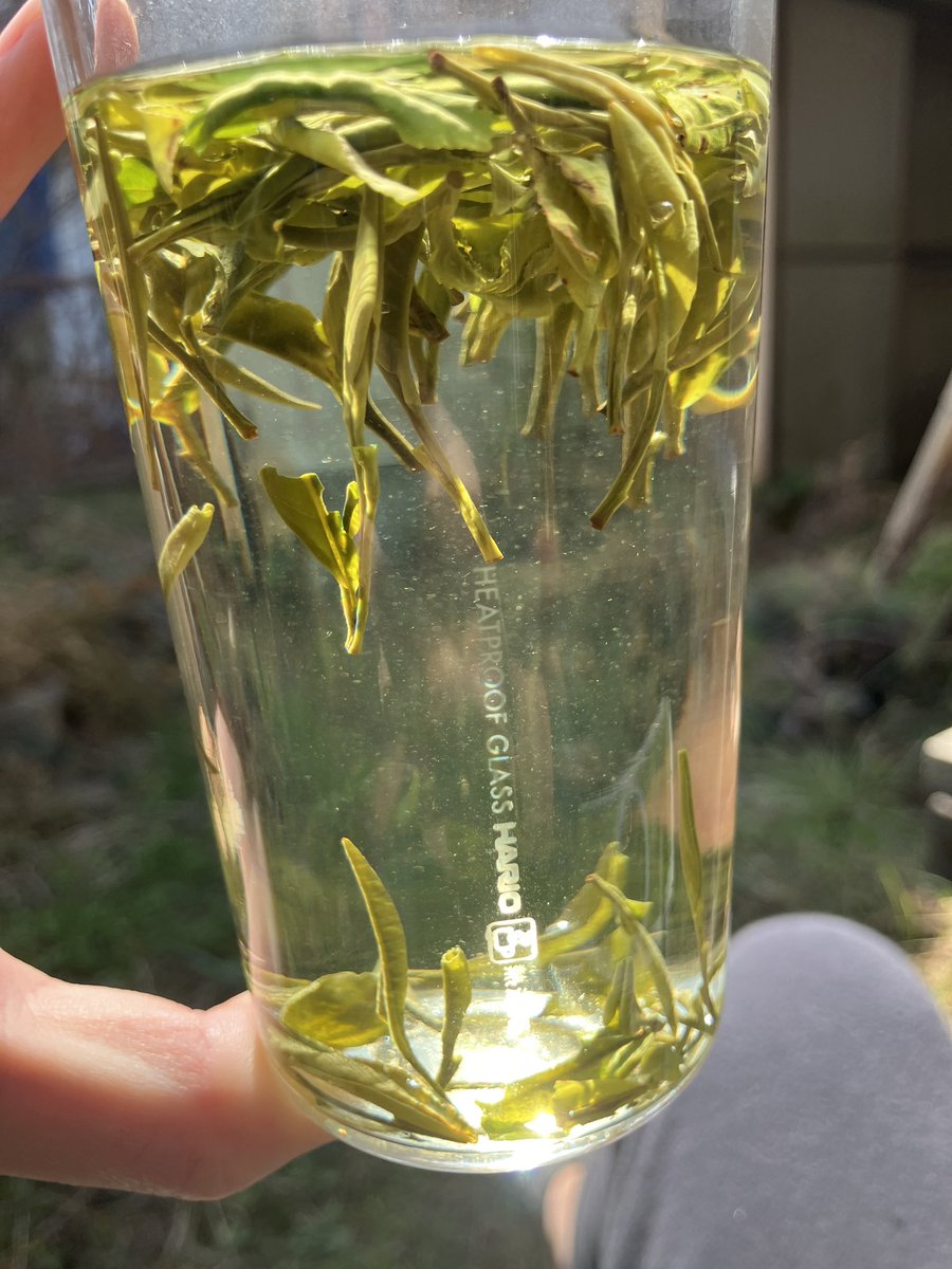 tomoakishibata2's tweet photo. 新しく購入した中国茶ふたつめ、「霍山黄芽」。こちらは六大分類でいう黄茶にあたる。少しの釜炒りの香ばしい香りとフレッシュな緑の香りがあり、やさしい風味もあるが、何かややピリピリとした刺激があるのも面白い特徴である。もう少し慎重にいれて香味を探ろうかというところ。 https://t.co/bbGzzkyNa9